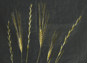 A photo of wheat and the weed bearded darnel