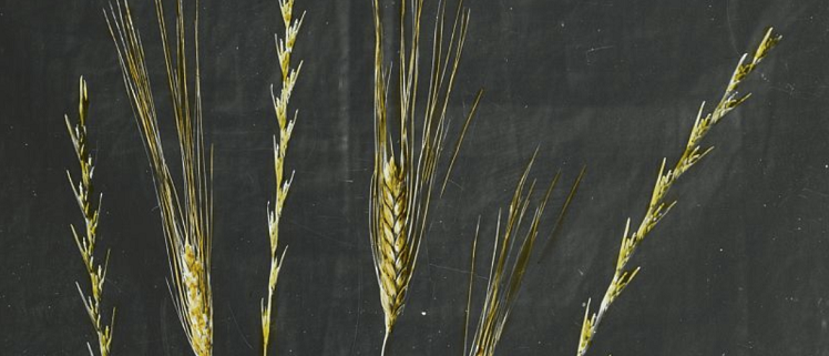 A photo of wheat and the weed bearded darnel
